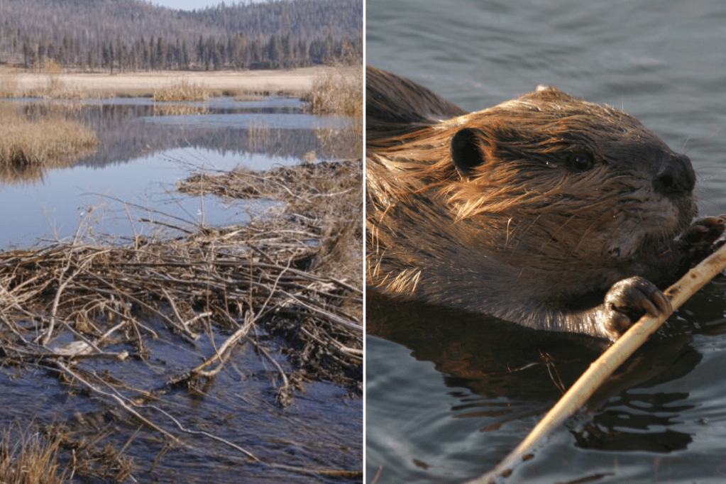 beaver, project, california, environment, sustainability