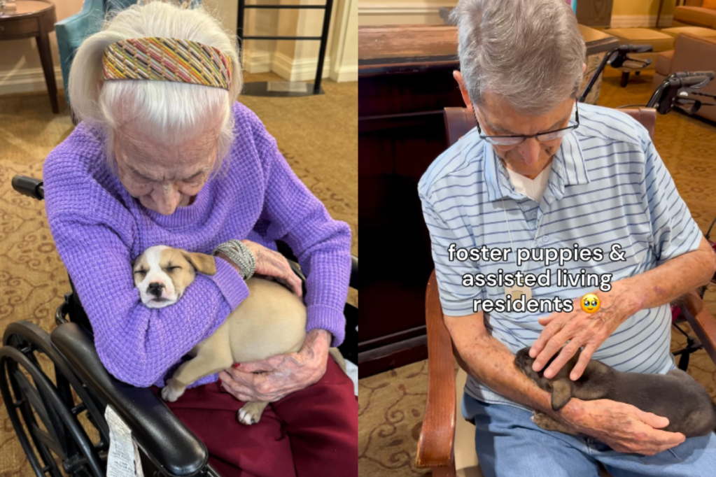 assisted living, nursing home, puppies, foster puppies, puppy video