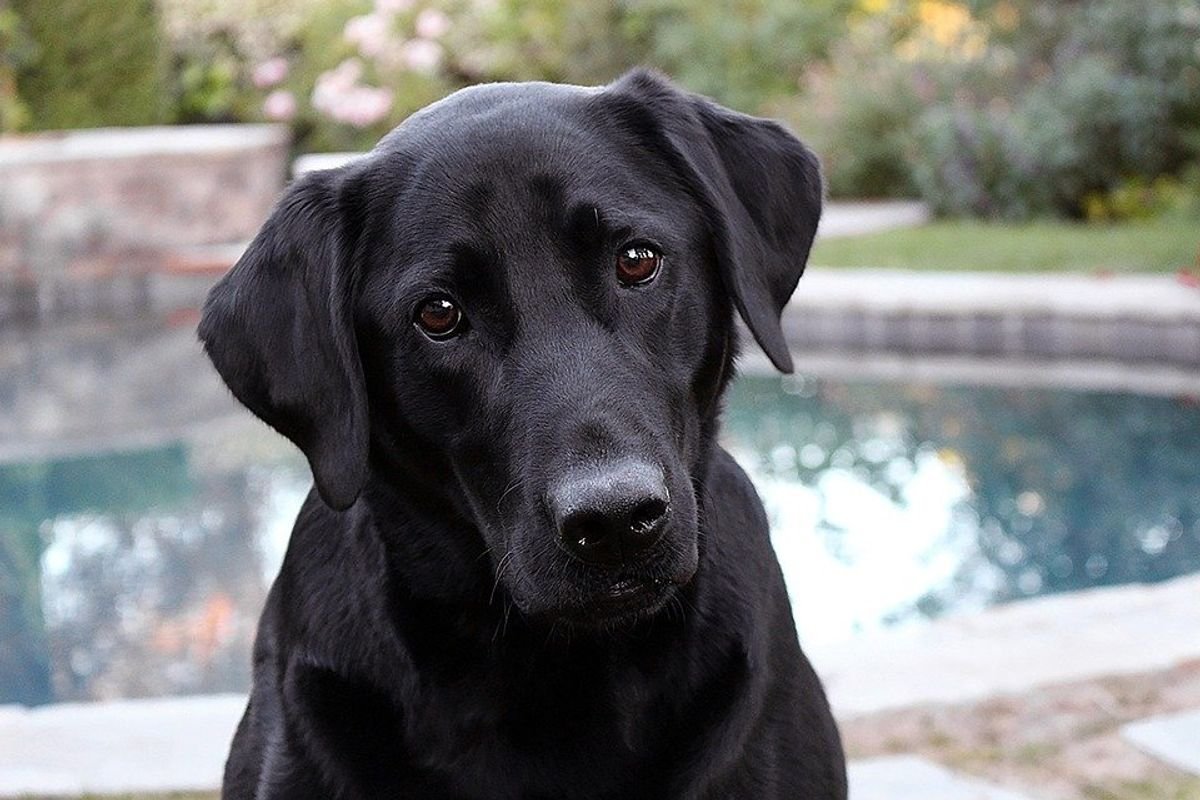 labrador retriever, french bulldog, american kennel club