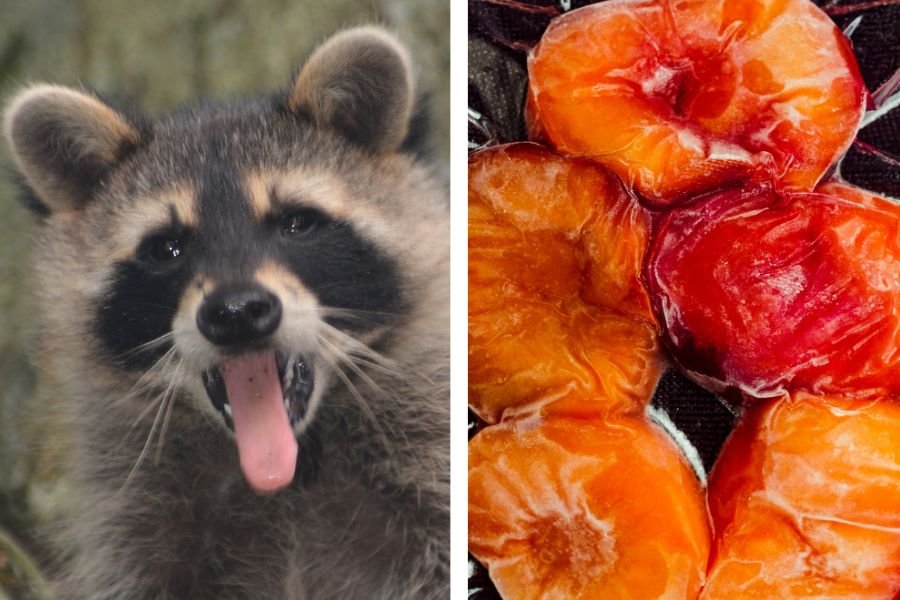 kentucky, kentucky news, positive news, raccoons, nurse, cpr , cpr on animals, wildlife, how to give cpr