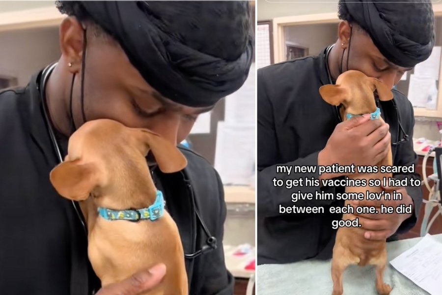 veterinarians, vet tech veterinary medicine, pet care, animals, scared dog