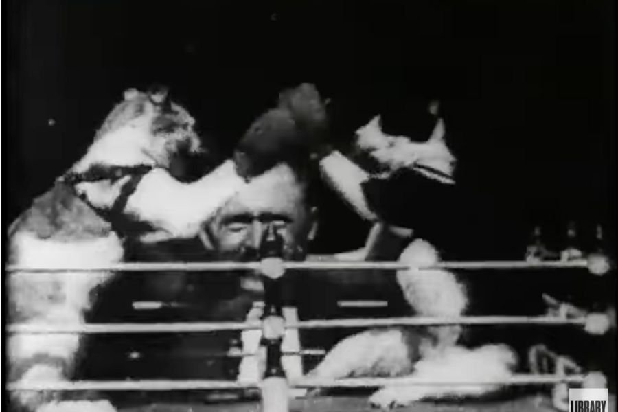 boxing cats; cats boxing; first cat video; thomas edison cat video; viral cat videos; pets; cats