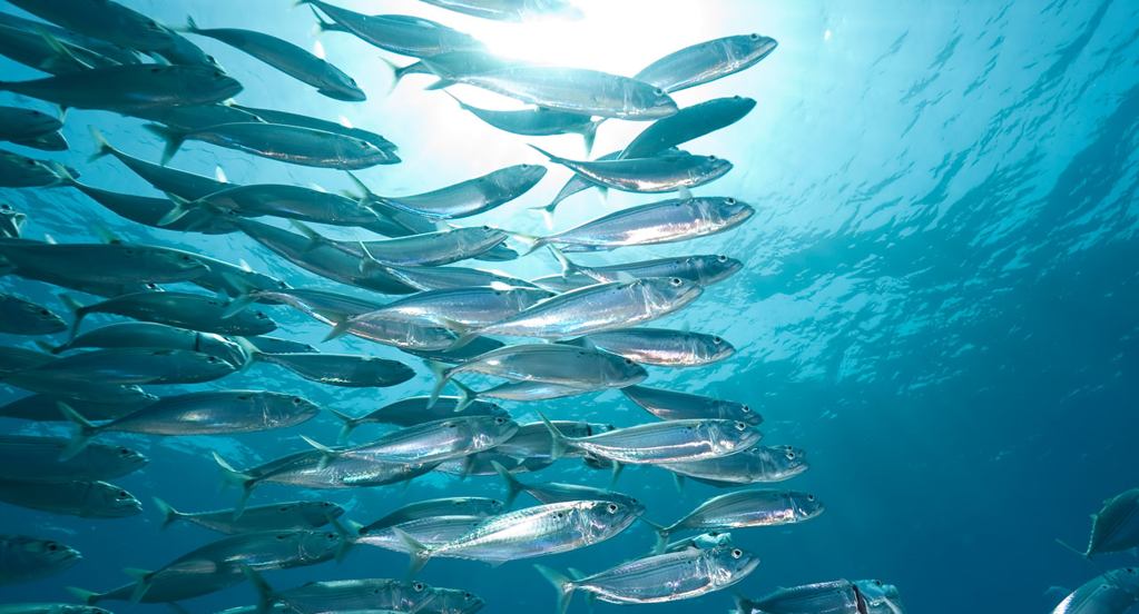 Schooling sardines